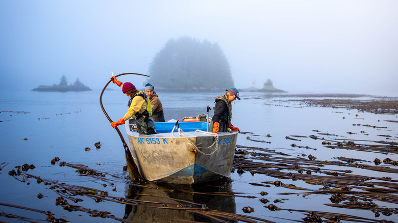 people harvesting bull kelp