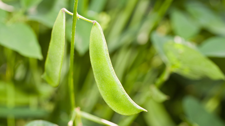 Lima beans growing