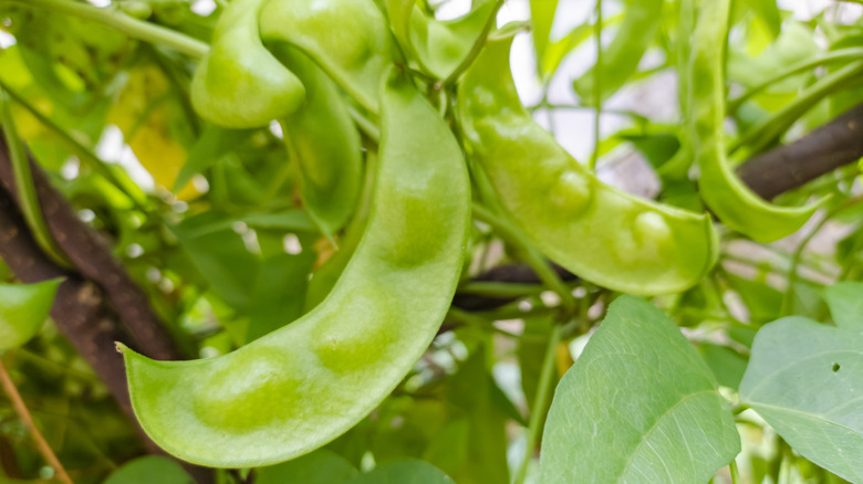 lima beans growing