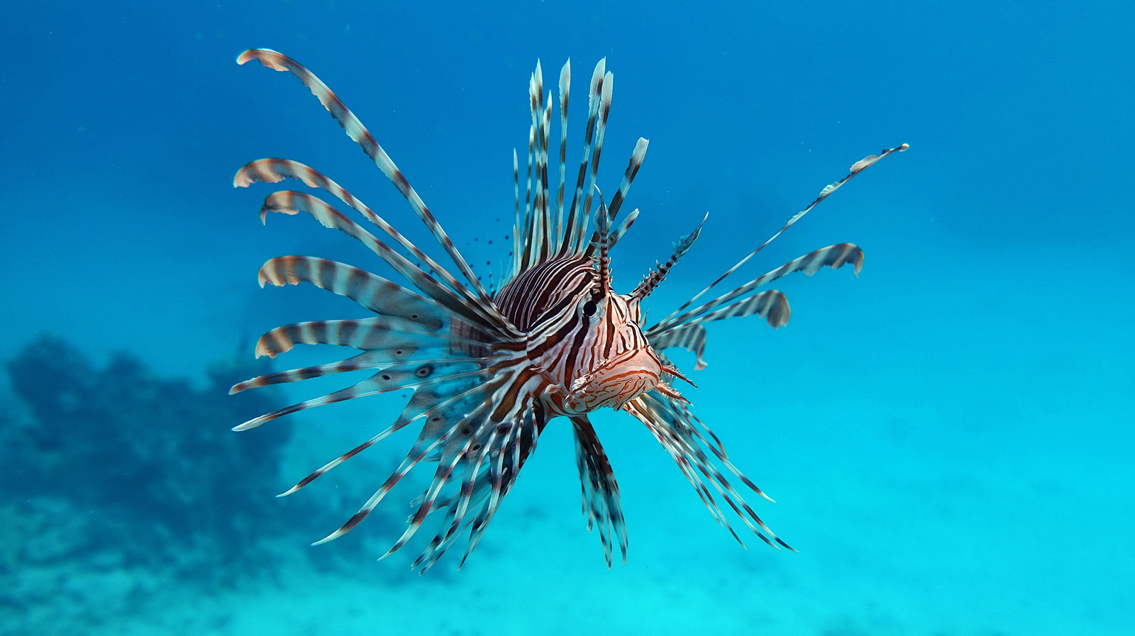 What Are Lionfish And How Do You Safely Cook Them 