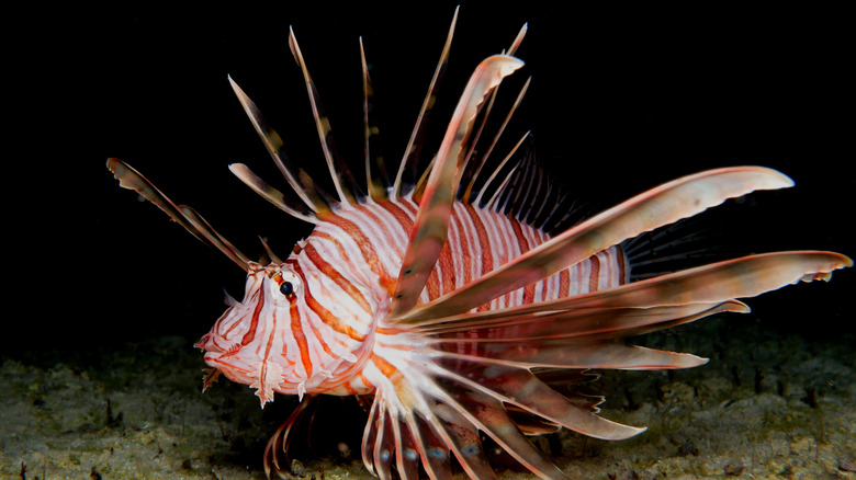 Lionfish with dark background