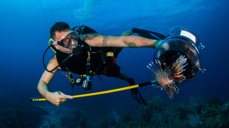 Diver spearing a lionfish