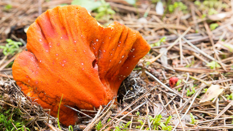 lobster mushroom in wild