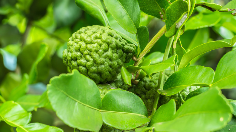 makrut lime growing in a tree