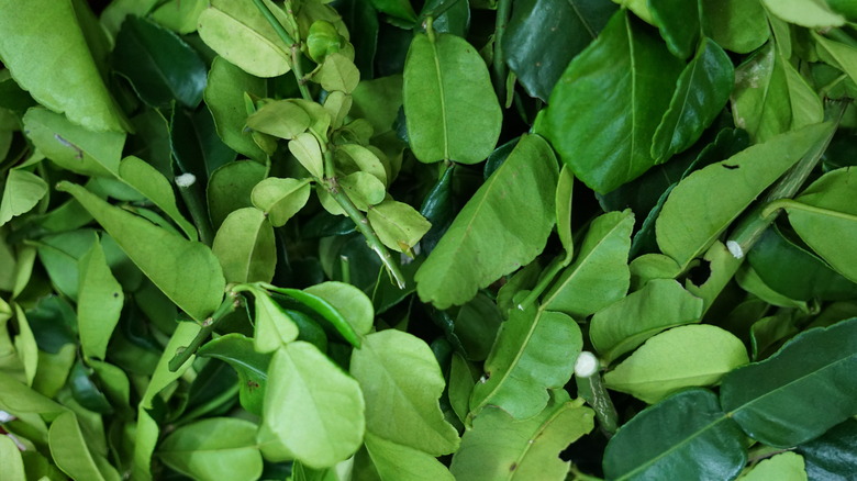 makrut lime leaves sold at market