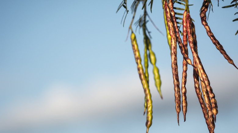 mesquite beans growing off tree