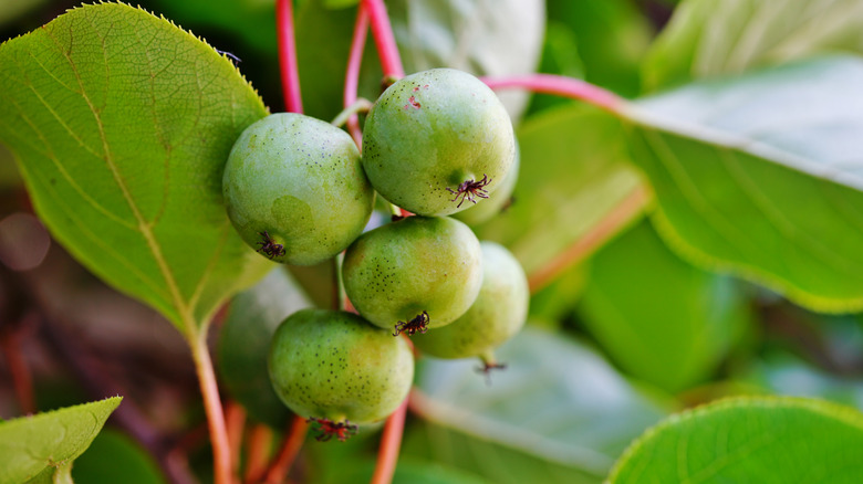 nergi berries