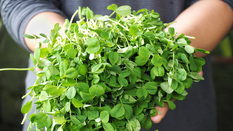 man holding pea shoots