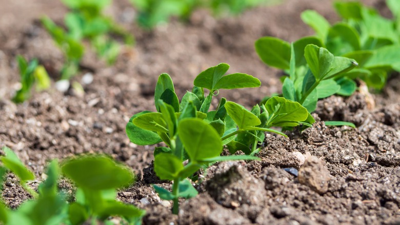 pea shoots growing in dirt