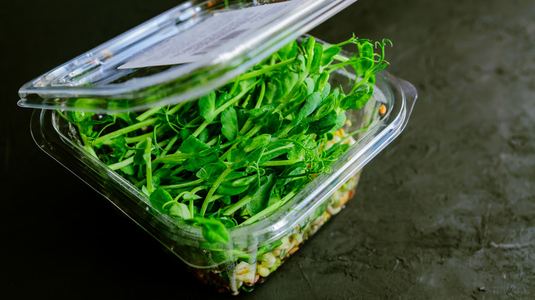 pea shoots in plastic container