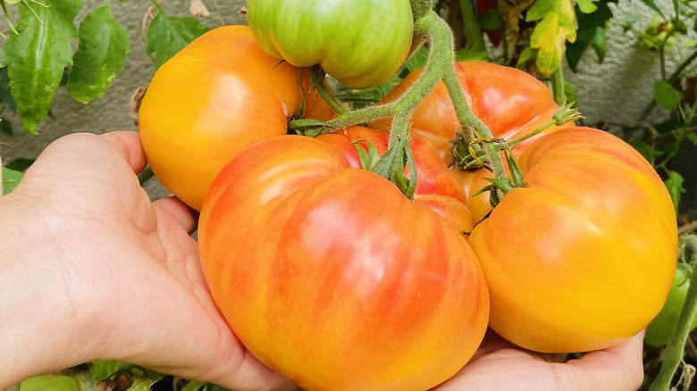 Pineapple tomatoes on vine