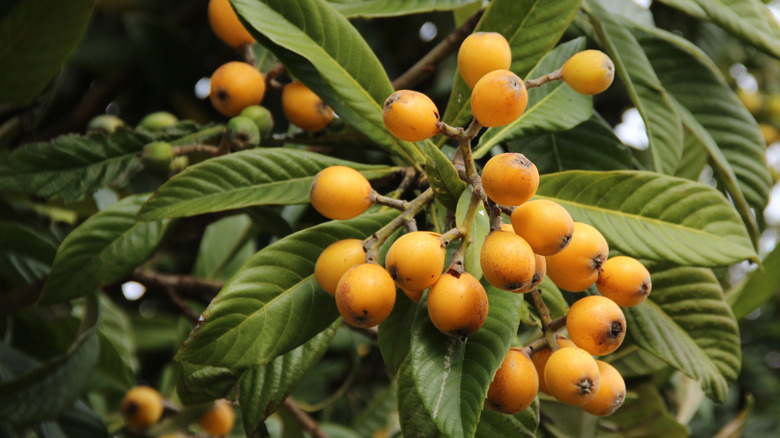 loquat fruit on tree