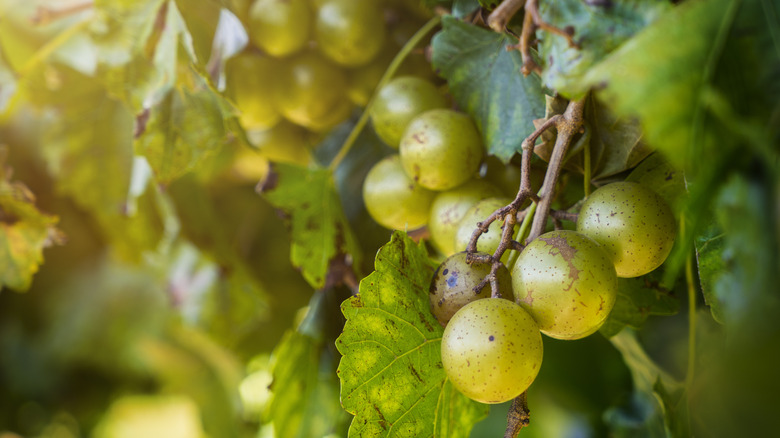 Green scuppernong grapes