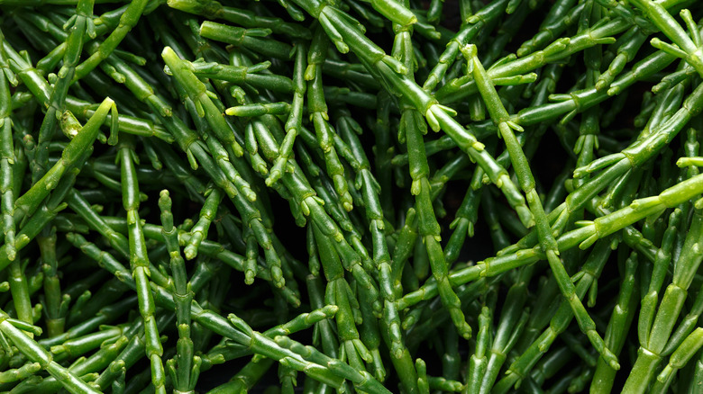 salicornia close up