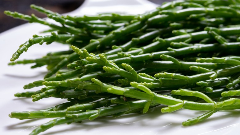 Close-up of fresh sea green sprigs