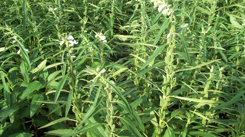 close up of sesame seed plant