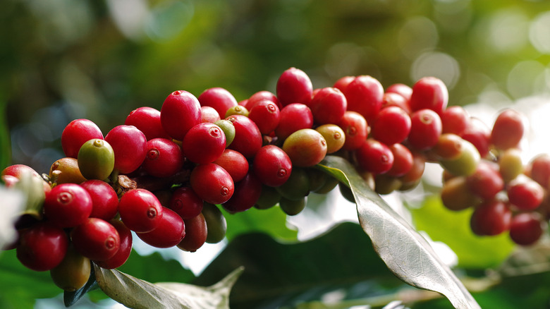 shade grown coffee cherries