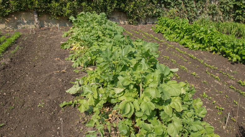 tokyo turnip growing on farm