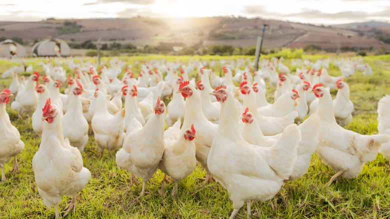 hens on farm