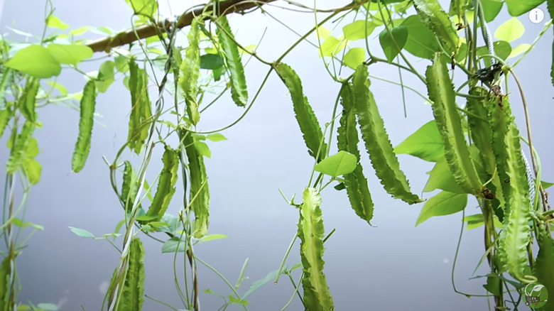 Dragon beans growing on vine 