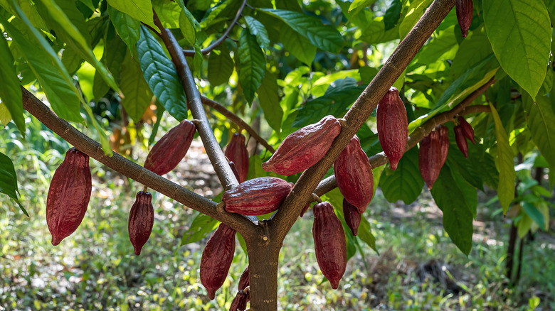 cocoa pods on cacao tree