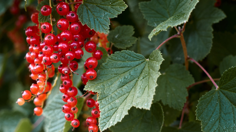 Red currant berries