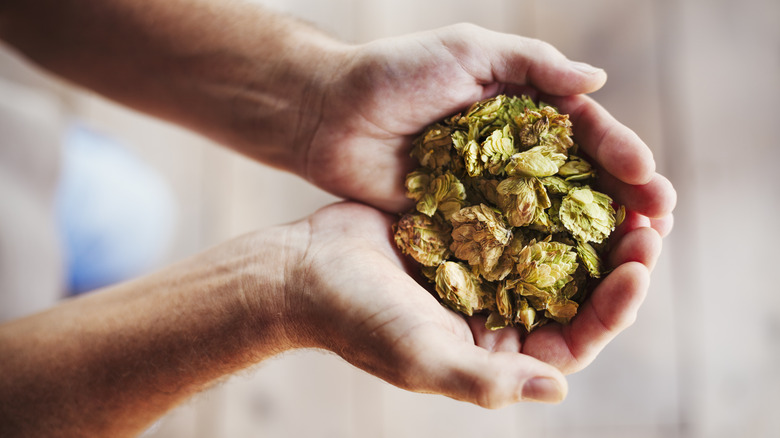 Hands holding beer hops