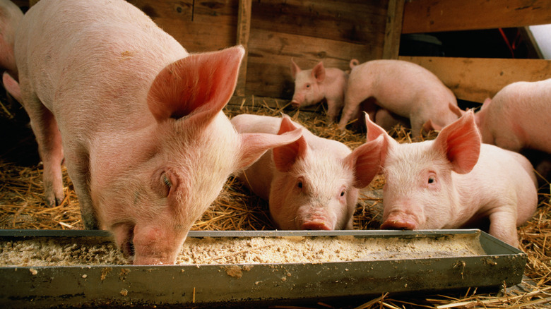 Pigs eating from trough in barn