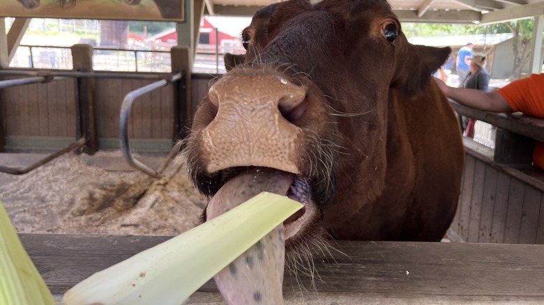 cow eating celery