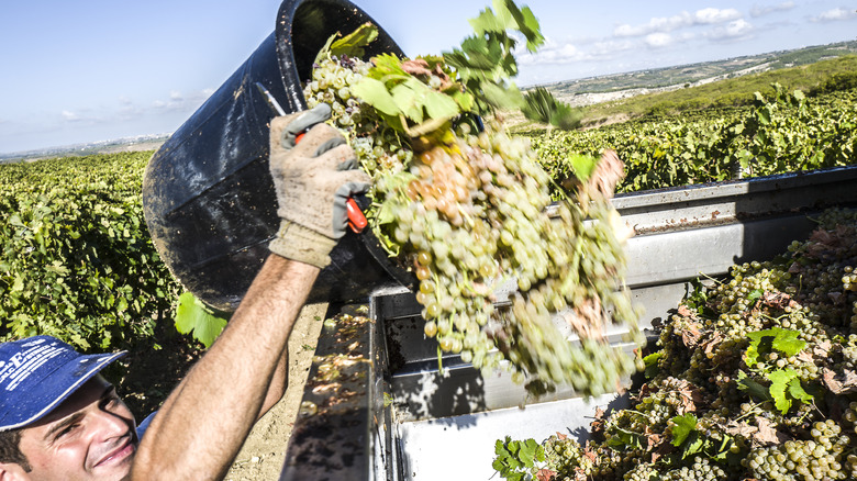 worker harvesting grapes in vineyard