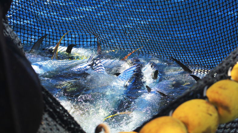 purse seine net with tuna