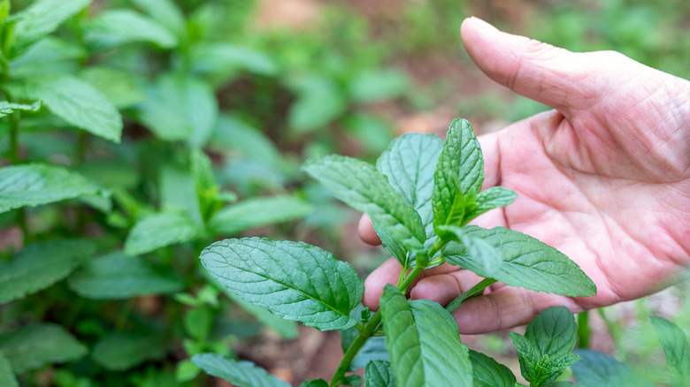 hand in garden