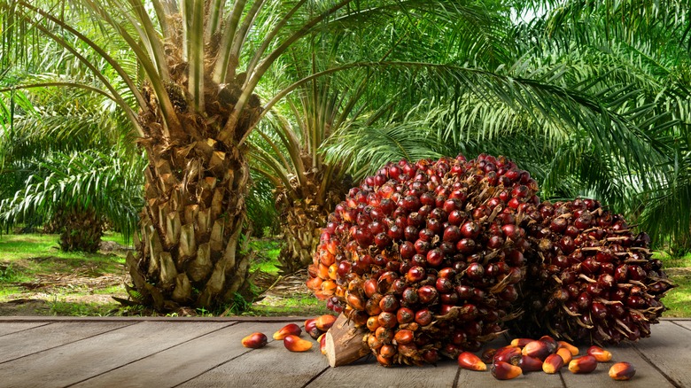 palm oil plantation