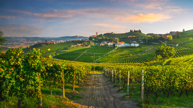 Italian vineyard