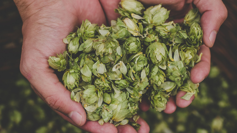 double handful of beer hops