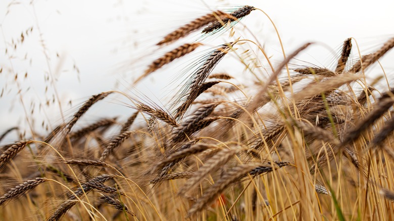 farro wheat growing in a field