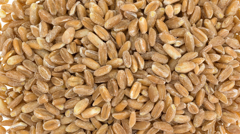 close up view of farro