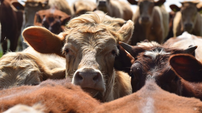 Brown cows huddled in lot