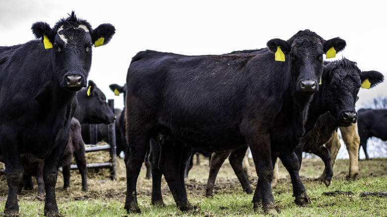 Angus beef cows outside