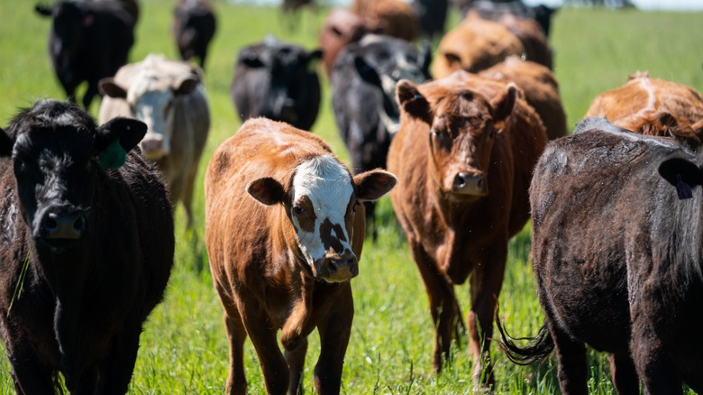 Cows on grass pasture