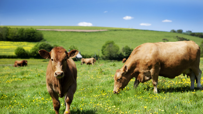 Cows grazing on pasture