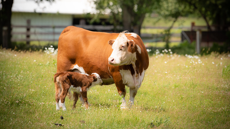 Beef cow with calf on grass