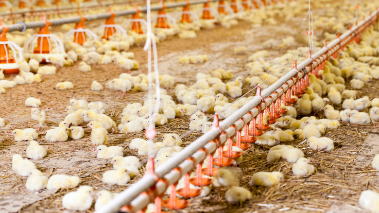 Chicken farm with chicks