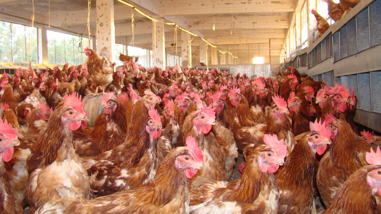 Free-range chickens indoors