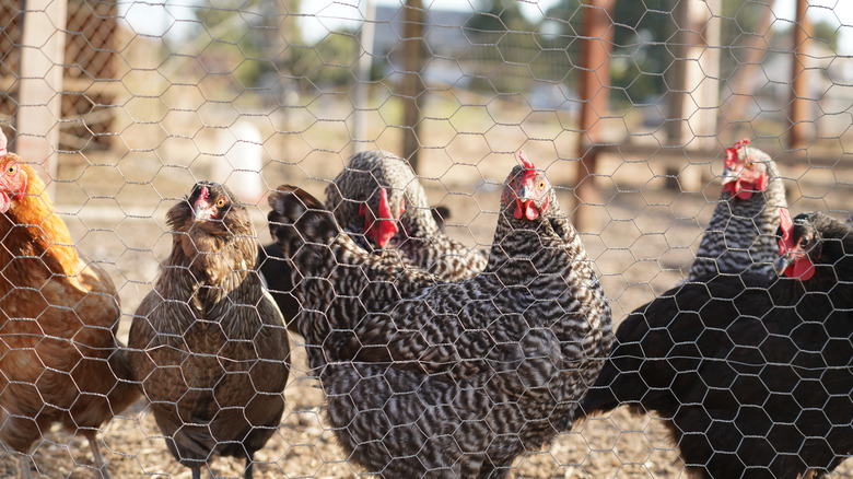 Chickens with chicken wire