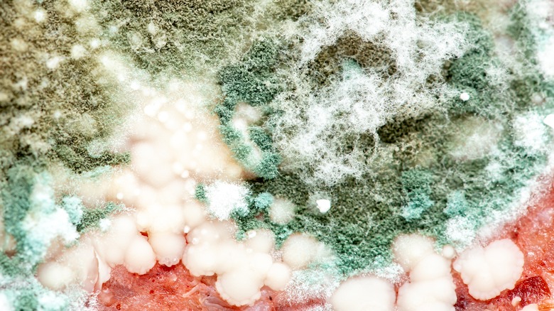 mold on food