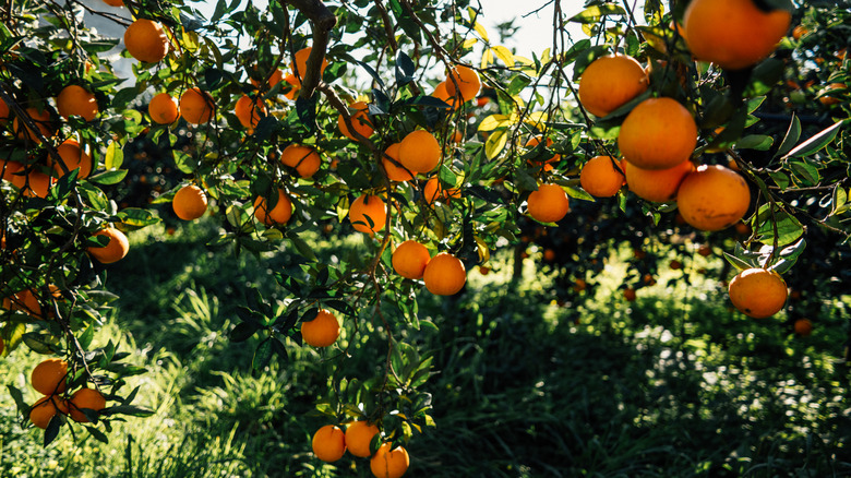 oranges growing on trees in Sicily