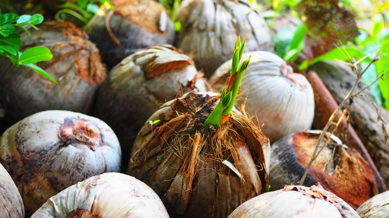 Sprouted coconuts