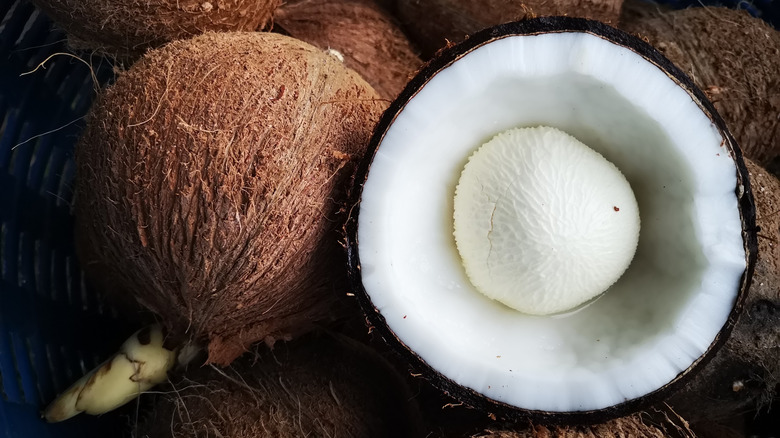 A coconut embryo in a shell