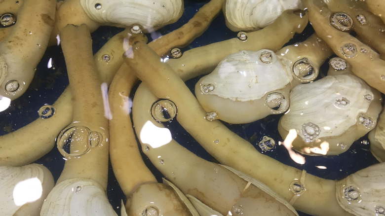 Geoducks